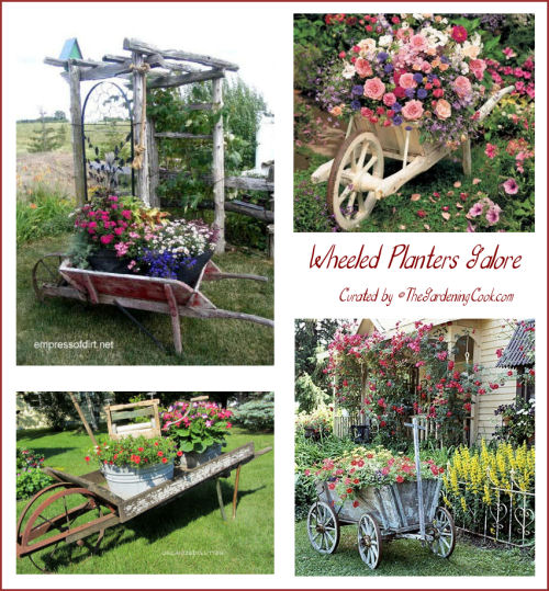 Collection of wheeled planters