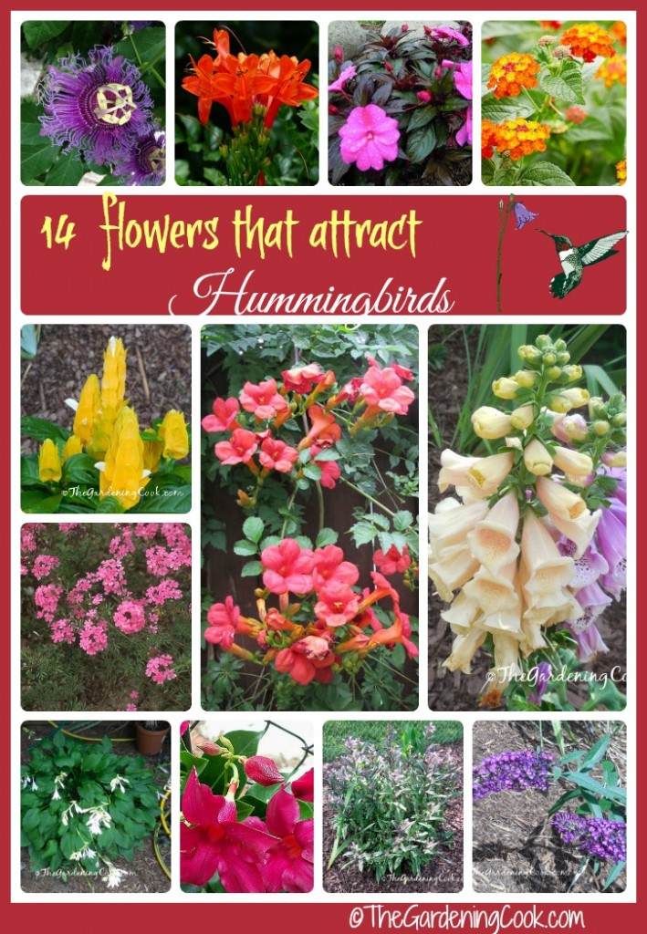 What are some good plants to attract hummingbirds?