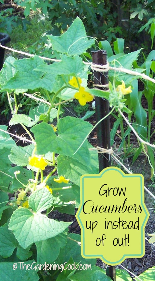 Cucumber Supports Allow Them To Grow Up Instead Of Out