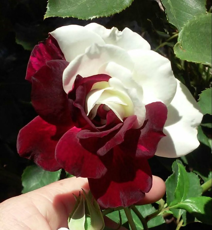 red and white rose images