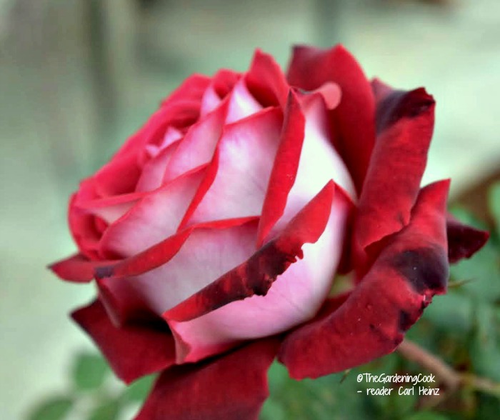 Osiria Rose Care - How to Take Care of Osiria Rose Bushes