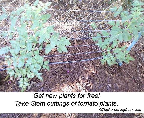 You can get new tomato plants by taking cuttings