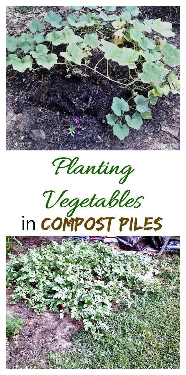 For really large vegetables that don't need fertilizing, try planting in compost piles. I experimented with this last year with great results.