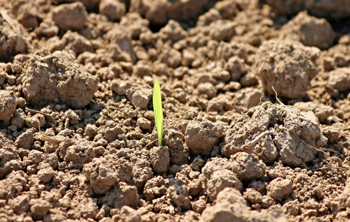 Seed germination problems have many reasons