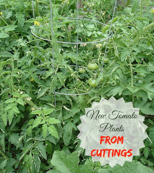 It is so easy to get new tomato plants from cuttings.