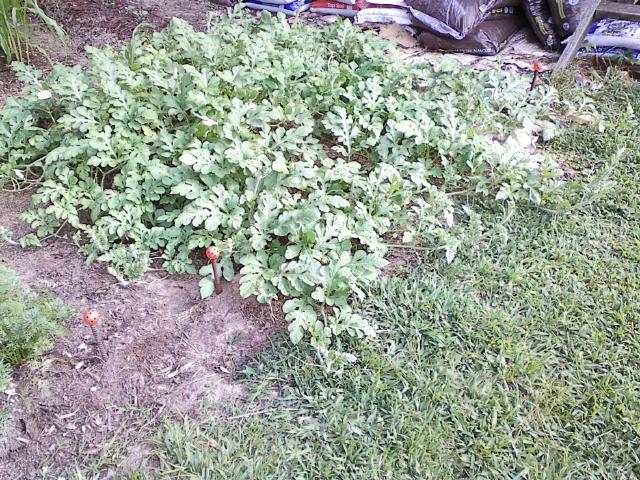 watermelon patch near bags of mulch and grass.