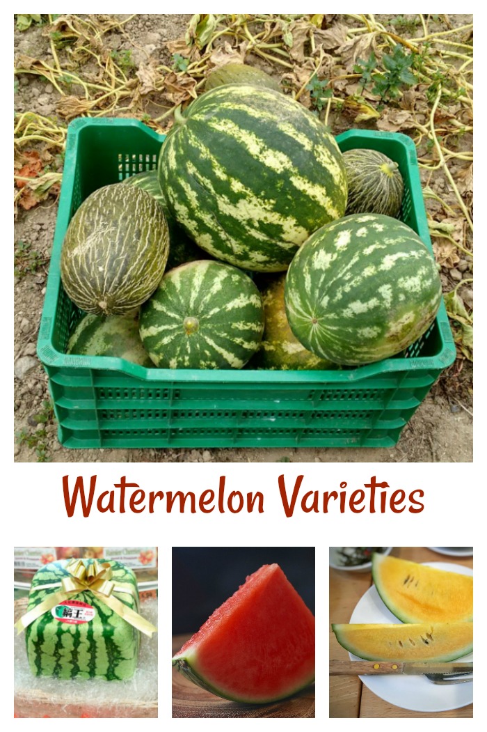 Watermelon Varieties Understanding Different Types of Watermelons