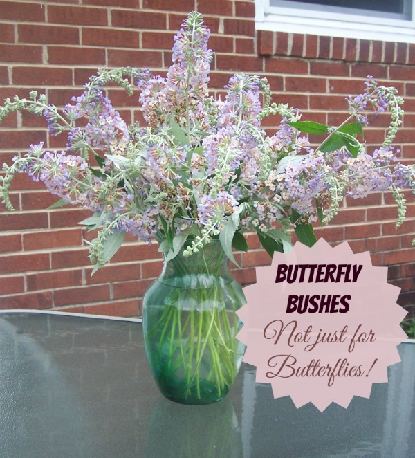 Butterfly Bushes make Wonderful cut flowers.