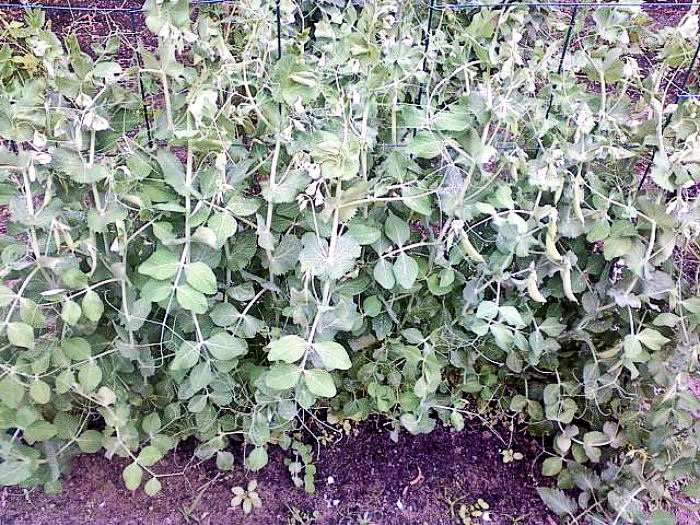 Staked pea plants