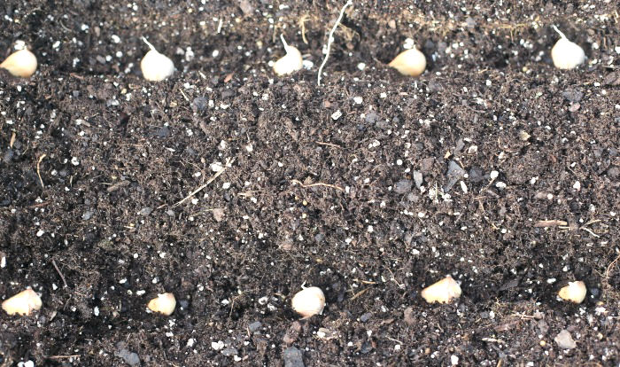 planting garlic cloves