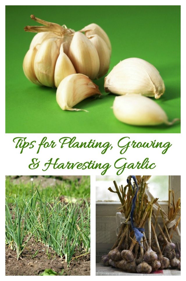 Planting Garlic Tips for Growing and Harvesting Fall is the Best Time