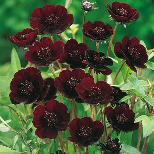 Chocolate Cosmos - one of the 10 rarest flowers in the world.