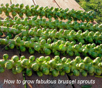 How to grow Fabulous Brussel sprouts.