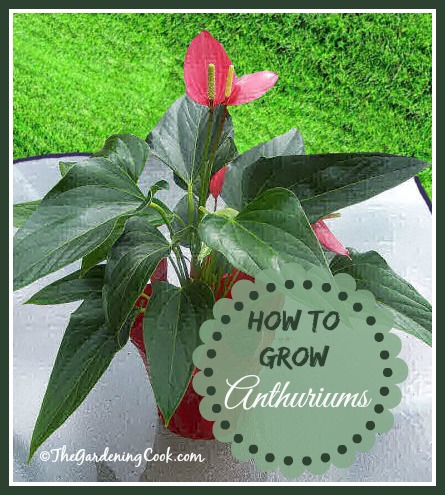 How to Grow Anthuriums