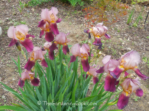 I have a huge show of bearded irises in my front garden bed