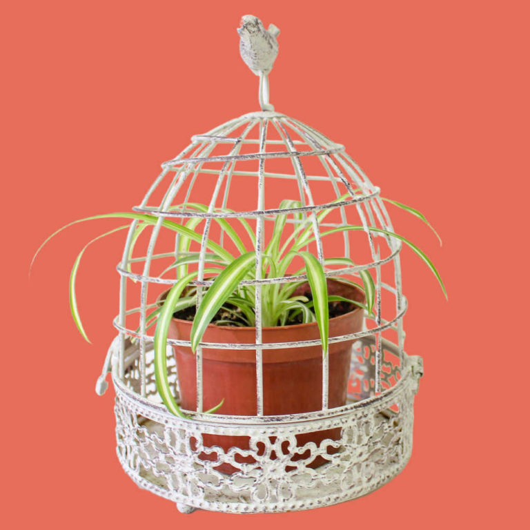 Bird cage planter with spider plant in a pot inside it.