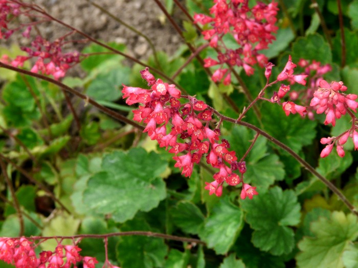 Heuchera Plant Care Growing Coral Bells For A Shade Garden