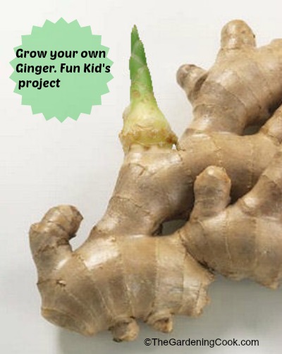 Grow your own ginger - Fun Kid's project