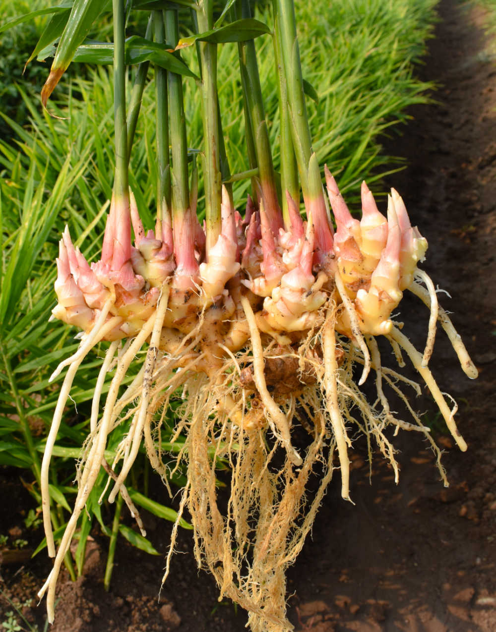 Ginger Rhizome Ginger Plant Ginger PSPMPV Ginger Rhizome Ginger Plant Ginger PSPMPV