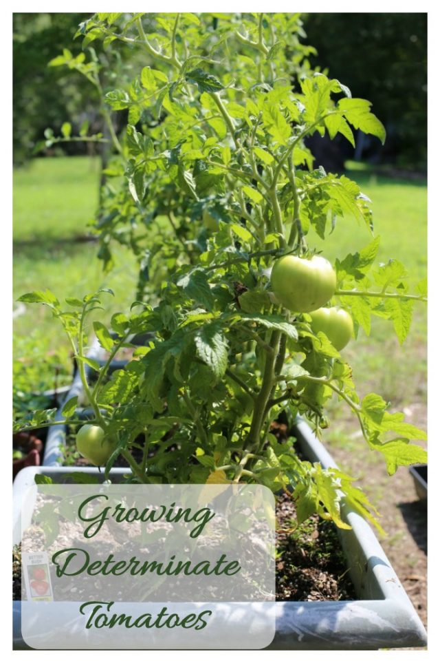 Growing Determinate Tomato Plants Perfect for Containers