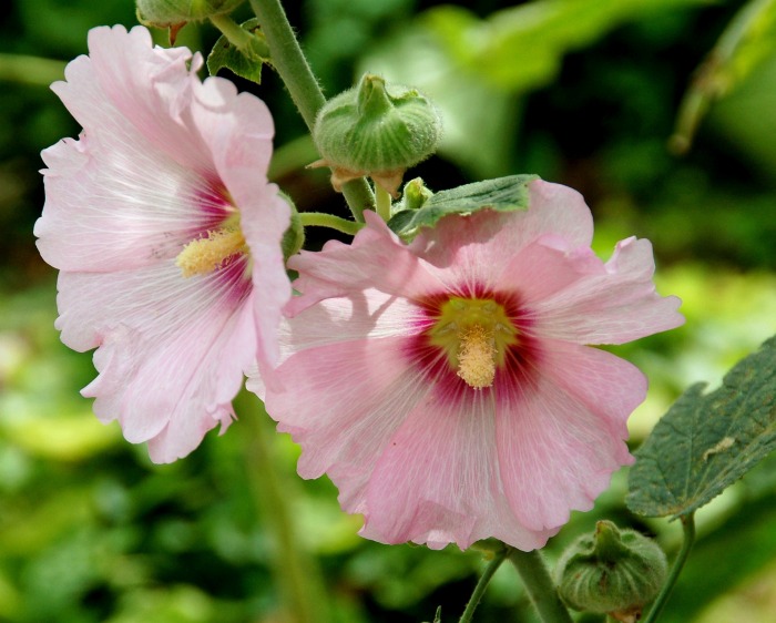 Hollyhocks are a staple in cottage gardens