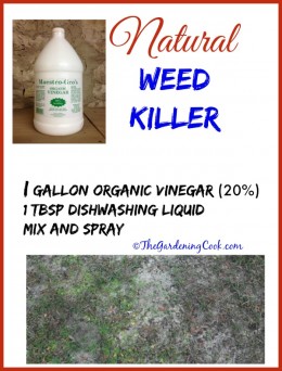 Vinegar Weed Killer - Killing Weeds The Organic Way