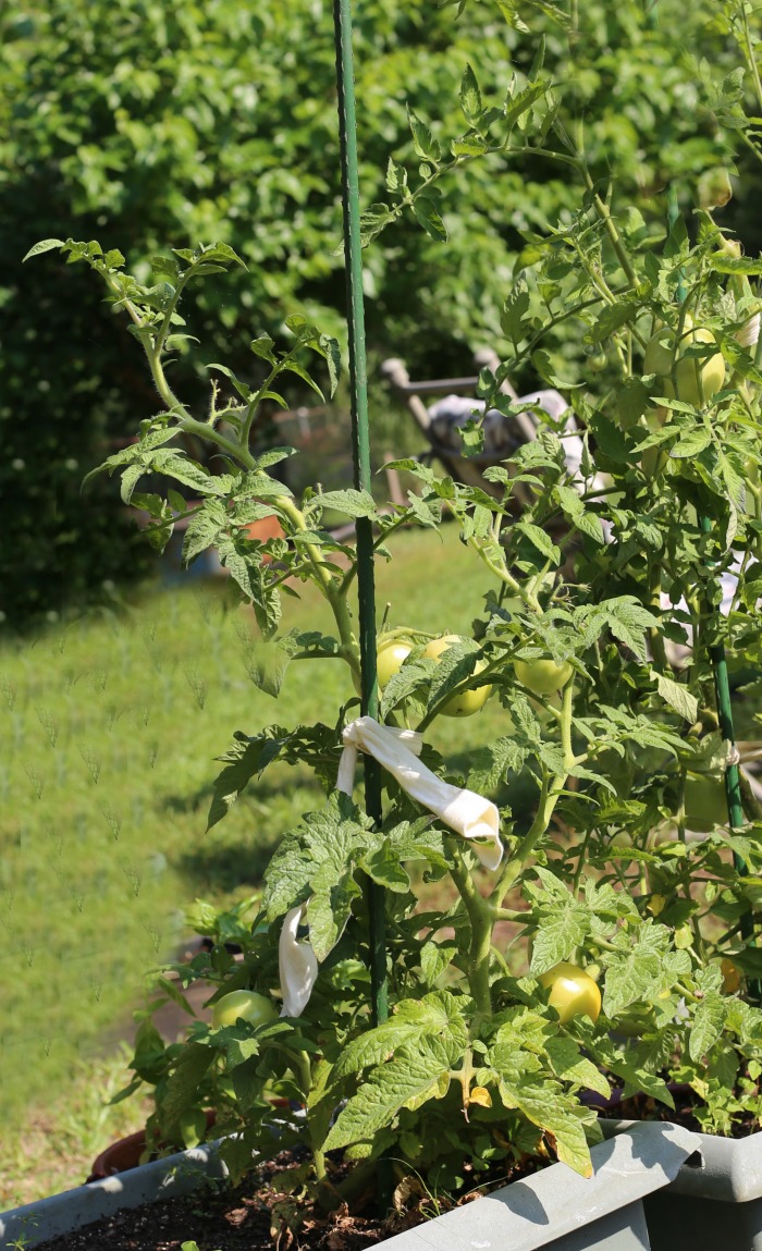 Light staking of determinate tomatoes can support fruit