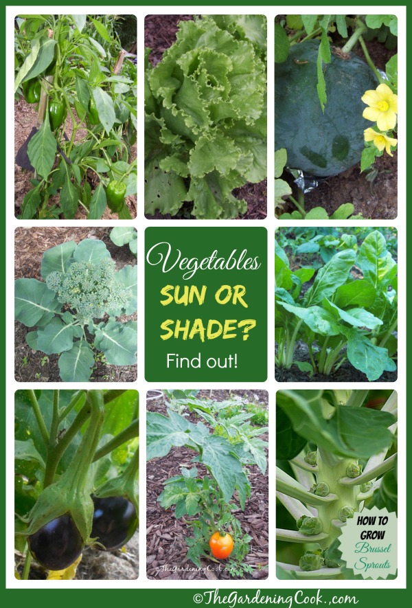 Not all vegetables are equal when it comes to sunlight. There are some shade tolerant vegetables, too. Get the breakdown at thegardeningcook.com/sun-or-shade/