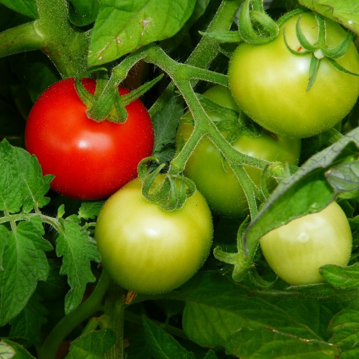 Determinate tomato plants