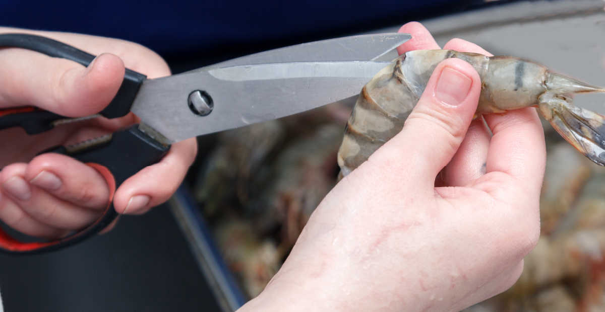 Cutting open a shrimp shell with scissors for deveining.