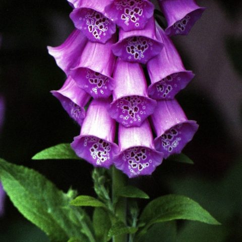 Foxglove biennials are a spectacular but poisonous flower
