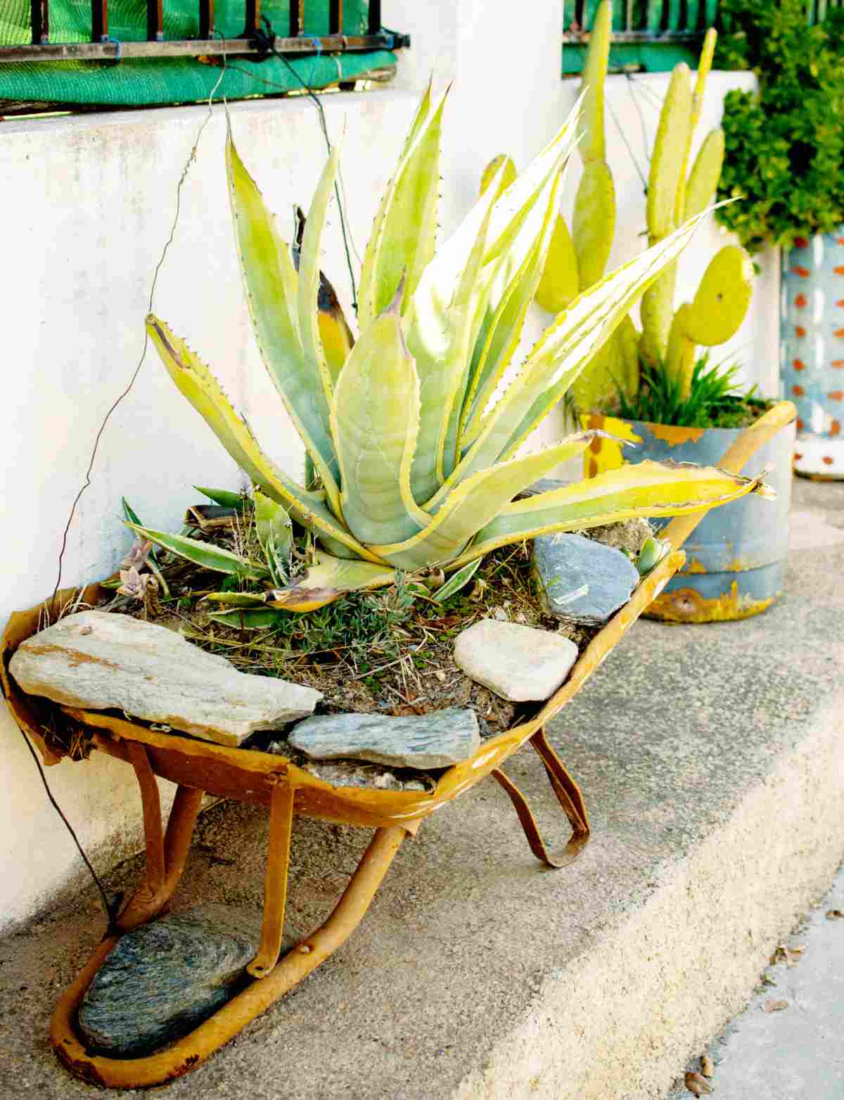 Gold wheelbarrow with wheel removed and aloe plant in center.