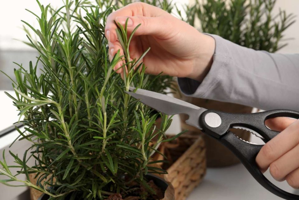 How to Grow Rosemary Growing Rosemary in Pots