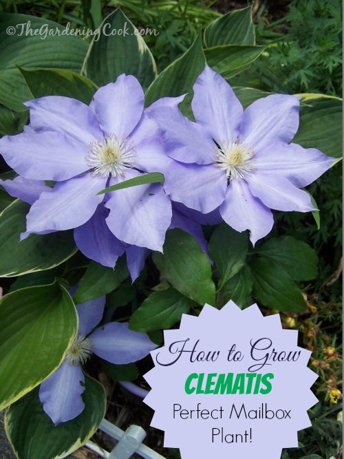 How to Grow Clematis - The perfect plant for a mail box.