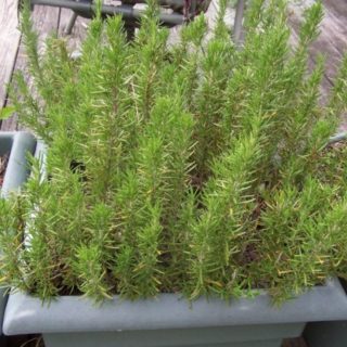Rosemary plant in a pot on a patio.