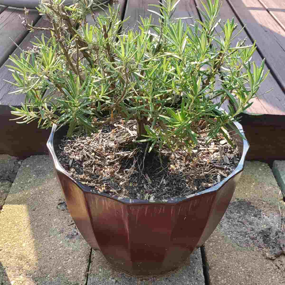 Rosemary plant in a large brown pot.