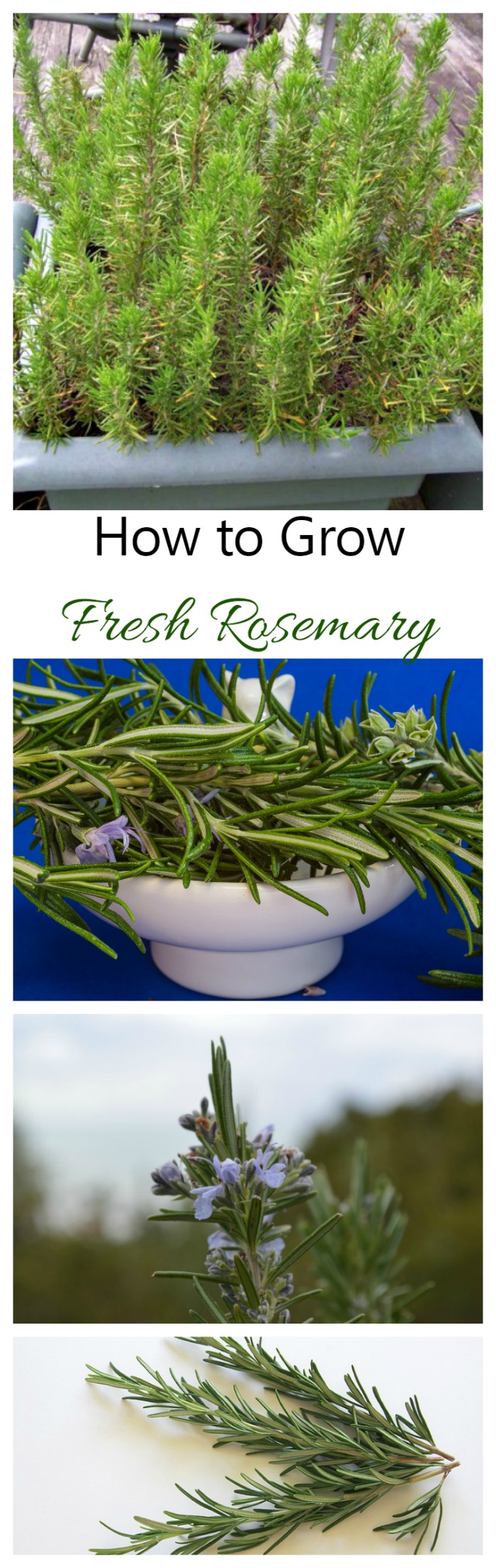 Fresh rosemary is one of my favorite spices to have on hand for cooking. It is very easy to grow on a patio in pots.