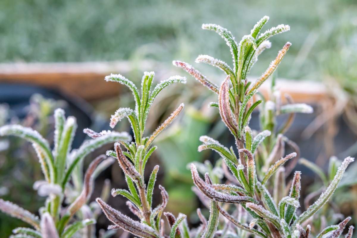 Rosemary plant in the winter.