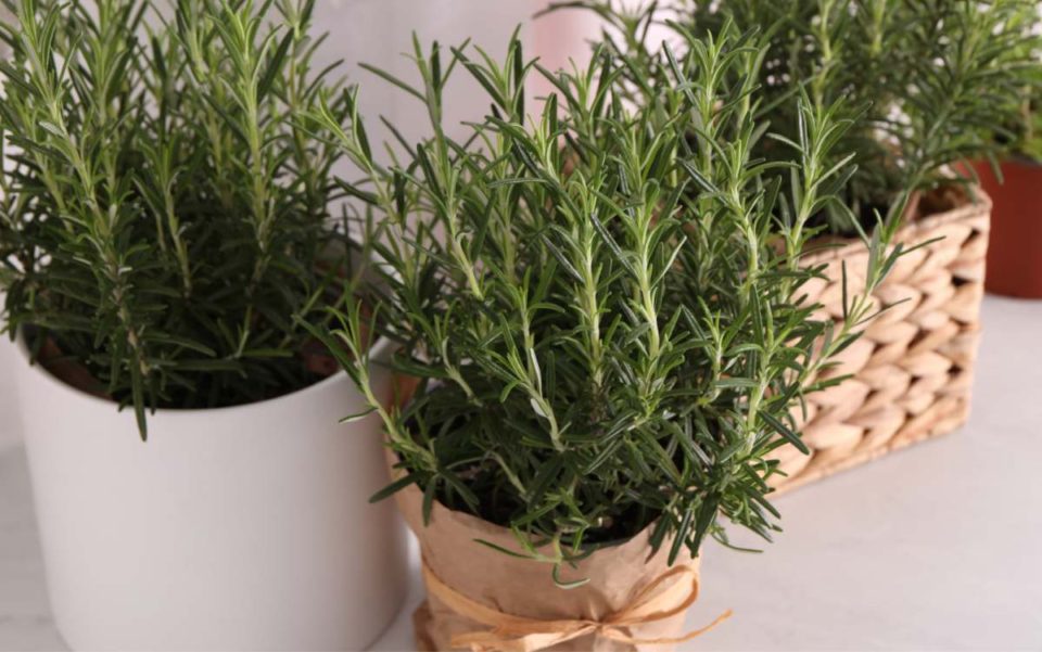 How to Grow Rosemary Growing Rosemary in Pots