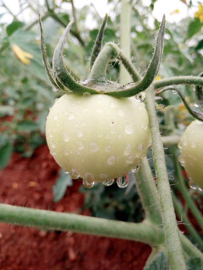 Tomatoes in the rain