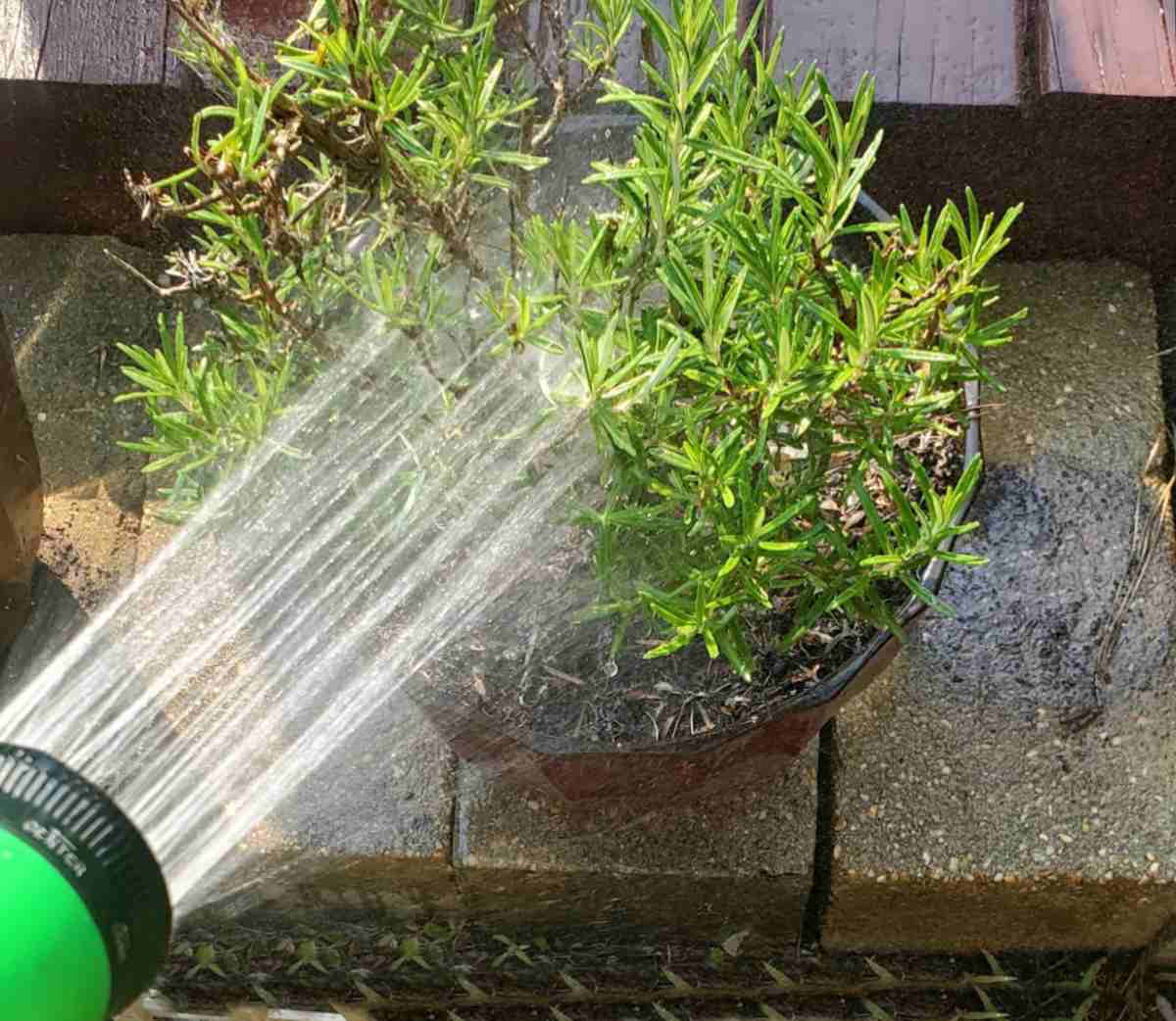 Watering a rosemary plant in a pot with a sprinker nozzle.