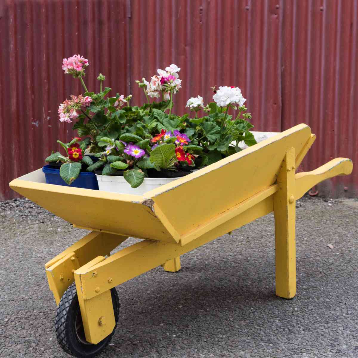 Yellow wooden wheelbarrow planter with geraniums and primroses.