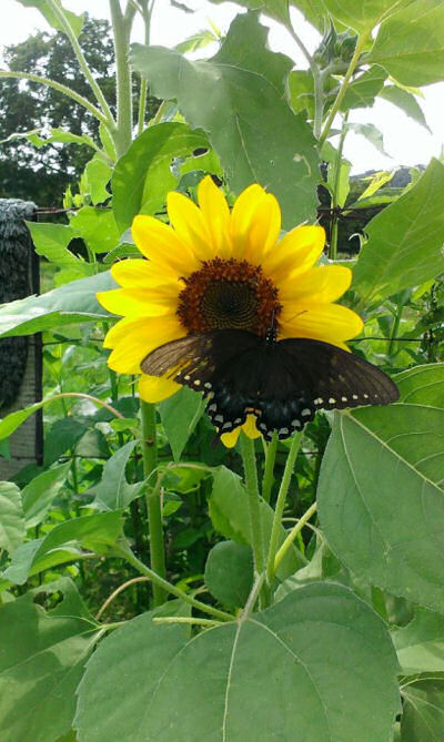 Sunflower and dark swallowtail butterfly
