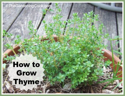 How To Grow Fresh Thyme