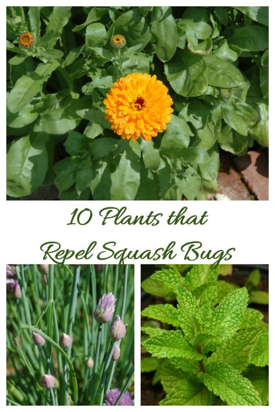 Control Squash Bugs 12 ways How to Kill Squash Bugs