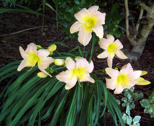 How to grown daylilies