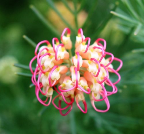 Grevillea is also known as spider flower