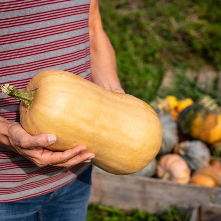 Growing Butternut Squash - From Seed to Harvest
