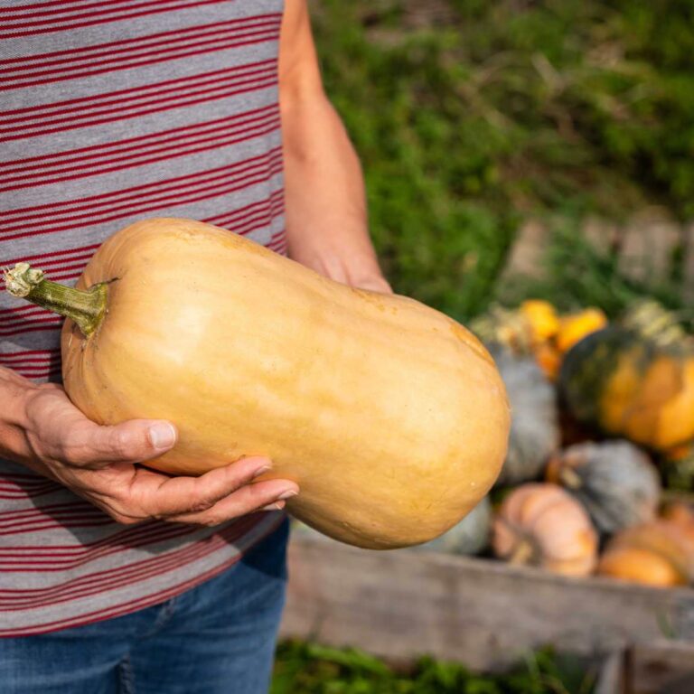 Growing Butternut Pumpkins  – Care Tips, Harvesting, & Storage