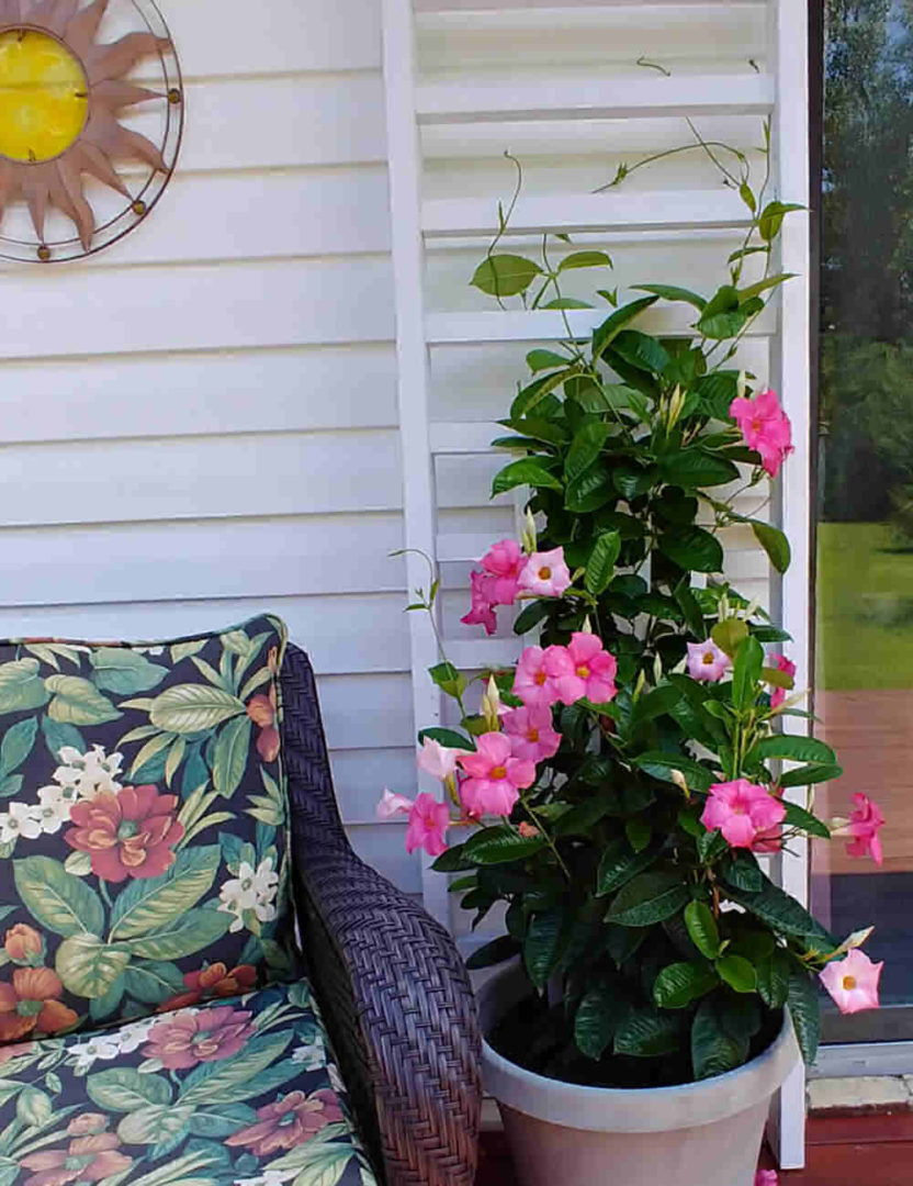Mandevilla Vine How to Grow Colorful Mandevilla in your Garden